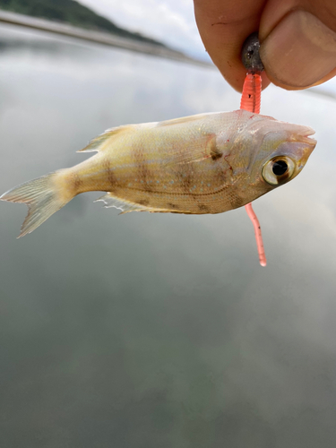 チダイの釣果