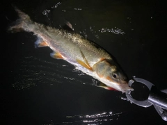 ウグイの釣果