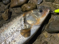 ウグイの釣果