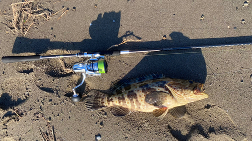 チャイロマルハタの釣果