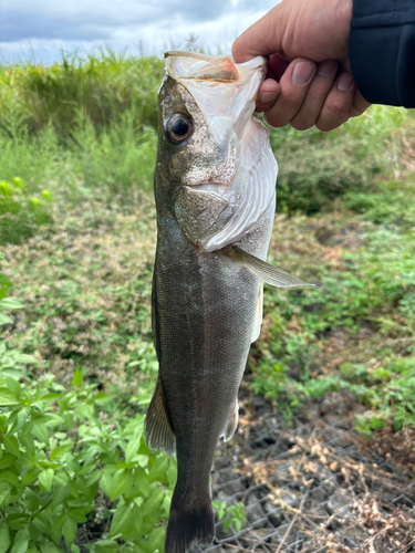 フッコ（タイリクスズキ）の釣果