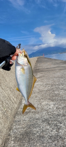 ネリゴの釣果