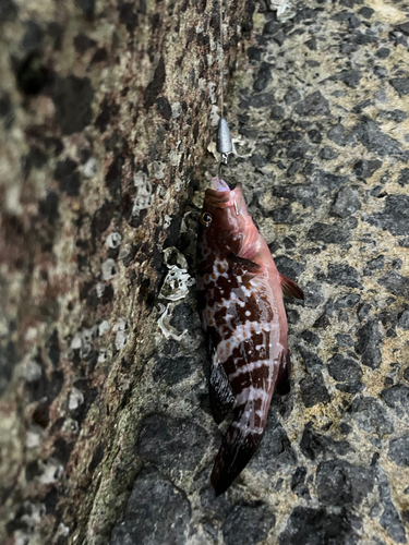 アコウの釣果