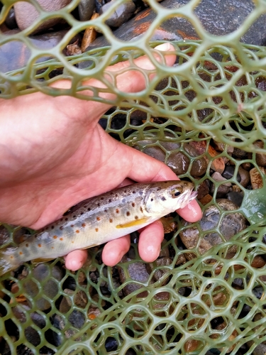 ブラウントラウトの釣果