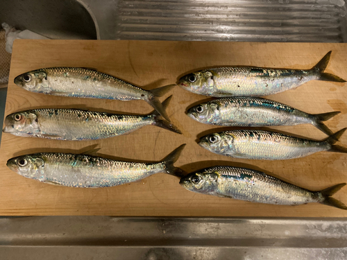 コノシロの釣果