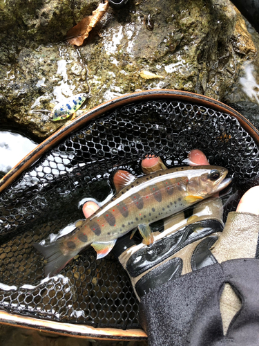 アマゴの釣果