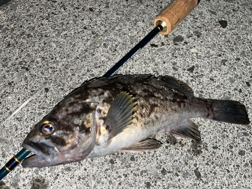 クロソイの釣果