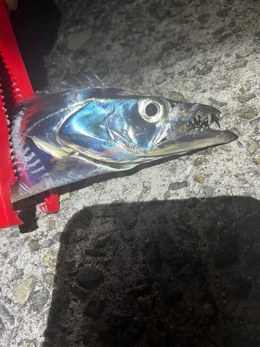 タチウオの釣果