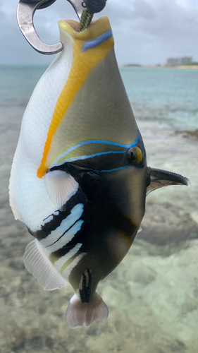 ムラサメモンガラの釣果