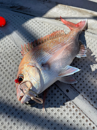 マダイの釣果