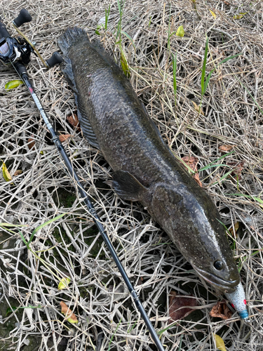 ライギョの釣果