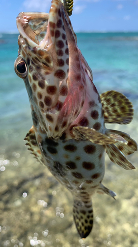 イシミーバイの釣果