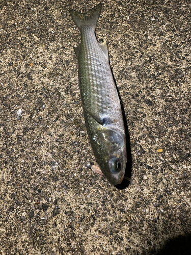 ボラの釣果