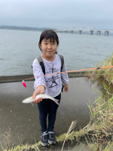 ニゴイの釣果