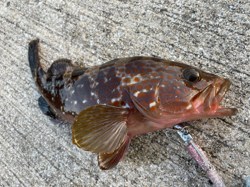 キジハタの釣果