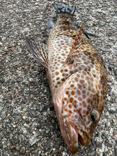 オオモンハタの釣果