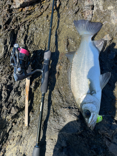 ヒラスズキの釣果