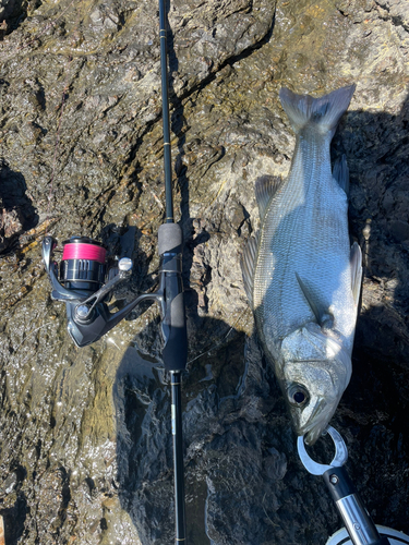 ヒラスズキの釣果