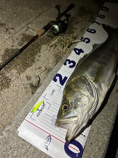 シーバスの釣果