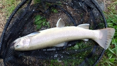 ブラウントラウトの釣果