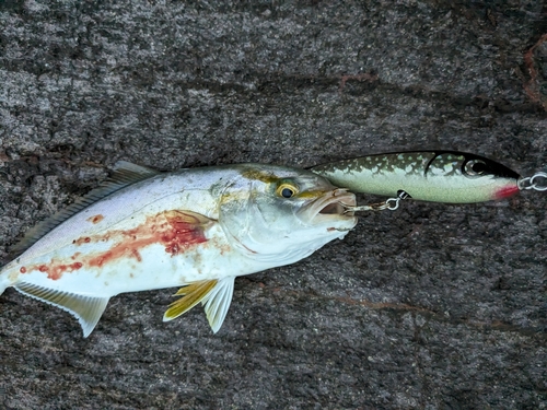 ネリゴの釣果