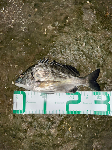 チヌの釣果