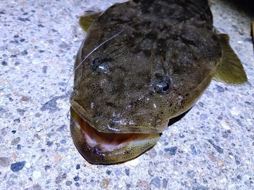 マゴチの釣果