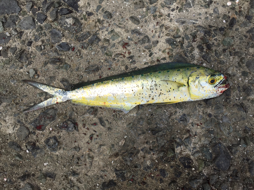 シイラの釣果