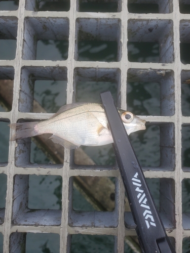 ウミタナゴの釣果