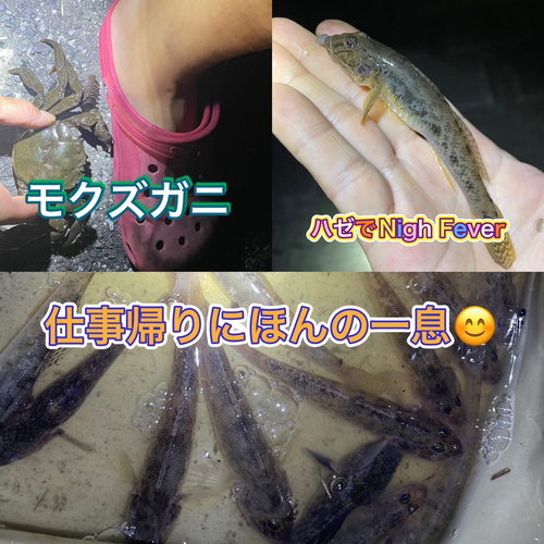 マハゼの釣果