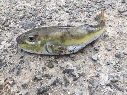 シロサバフグの釣果