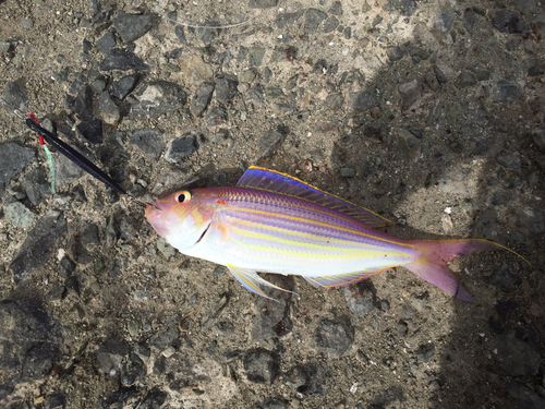 イトヨリダイの釣果