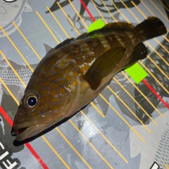 アコウの釣果