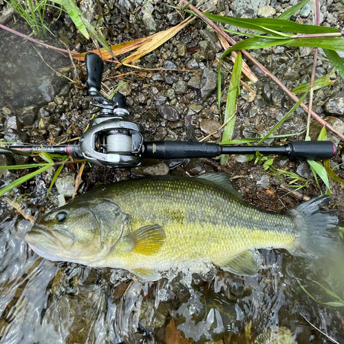 ブラックバスの釣果