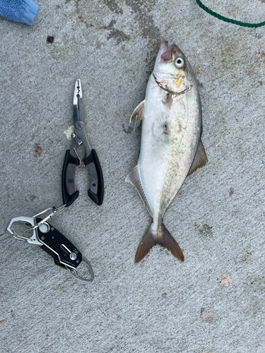 ショゴの釣果