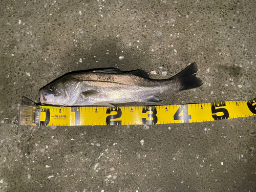 フッコ（マルスズキ）の釣果