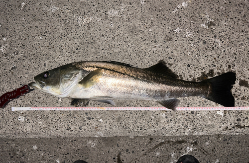 シーバスの釣果