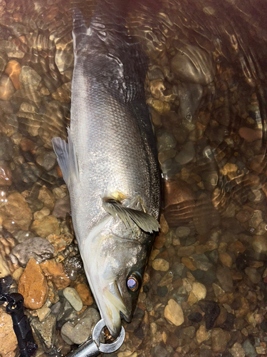 スズキの釣果