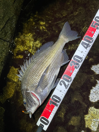 チヌの釣果