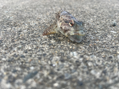 アサヒアナハゼの釣果