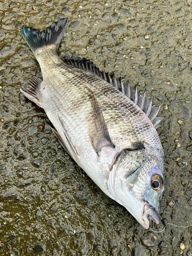 クロダイの釣果