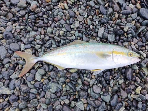 ワカシの釣果