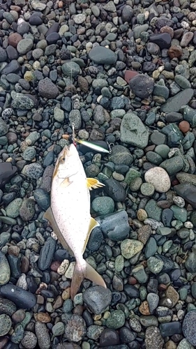 ショゴの釣果