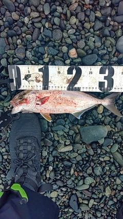 ショゴの釣果