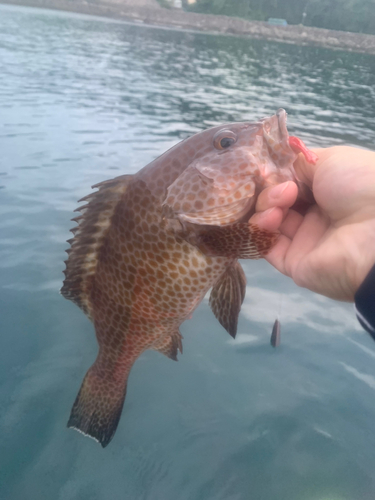 オオモンハタの釣果