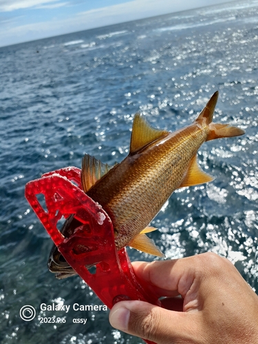 ムツの釣果