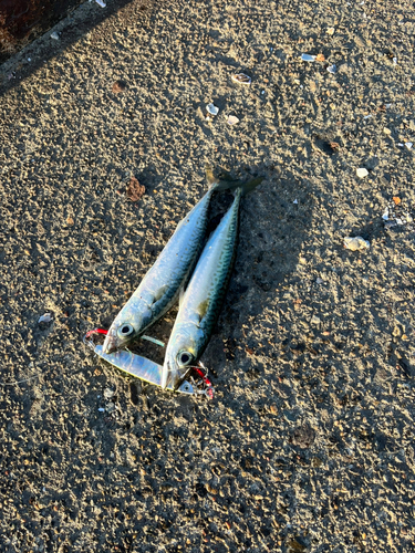 サバの釣果