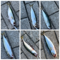 サバの釣果