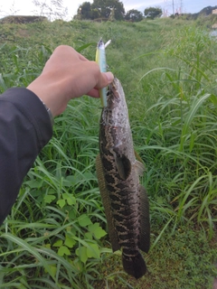 ライギョの釣果