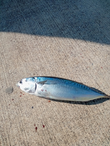 ソウダガツオの釣果